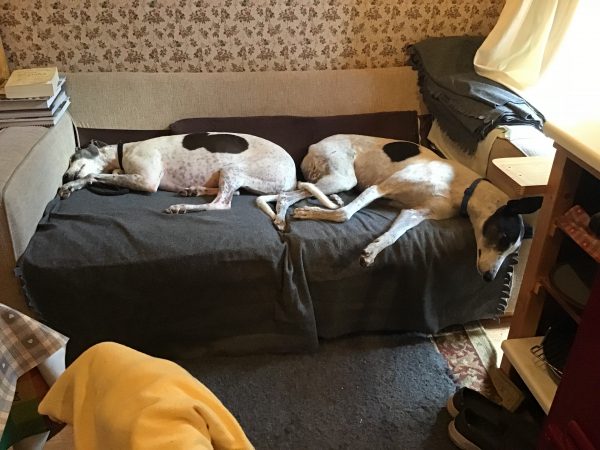 Picture of Greyhound Dogs